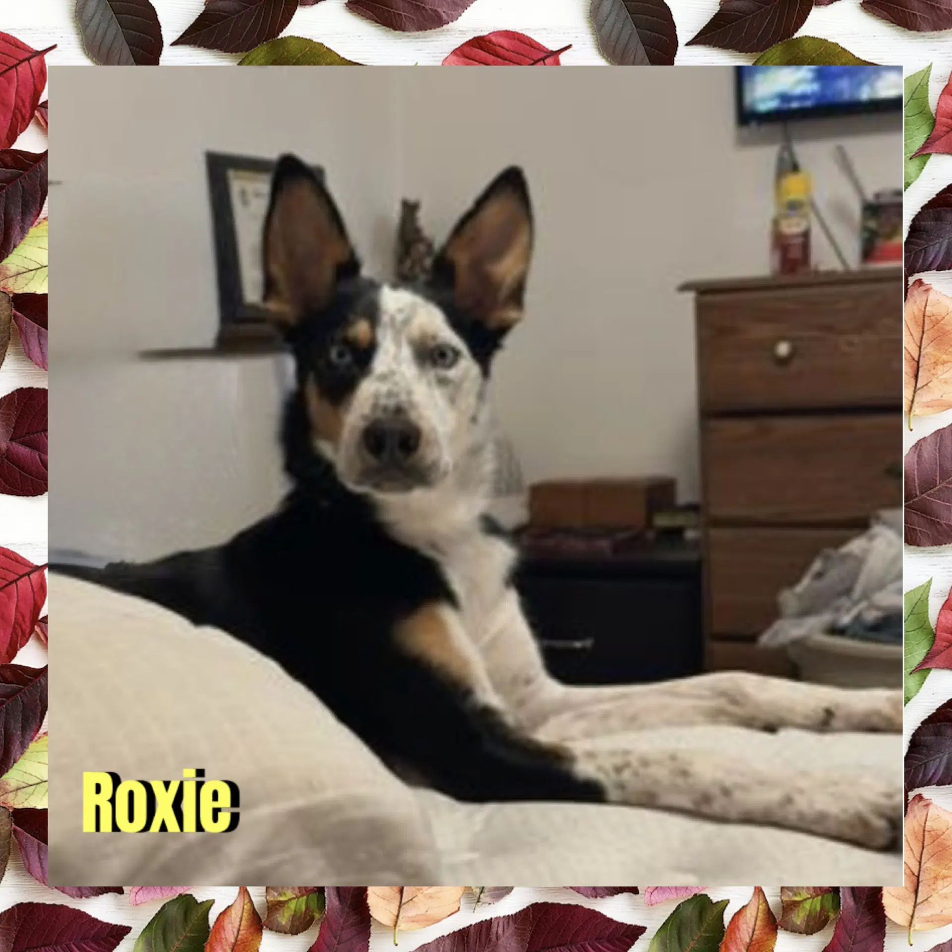 Roxie image 2