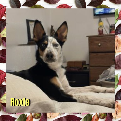 Photo 2 of Roxie