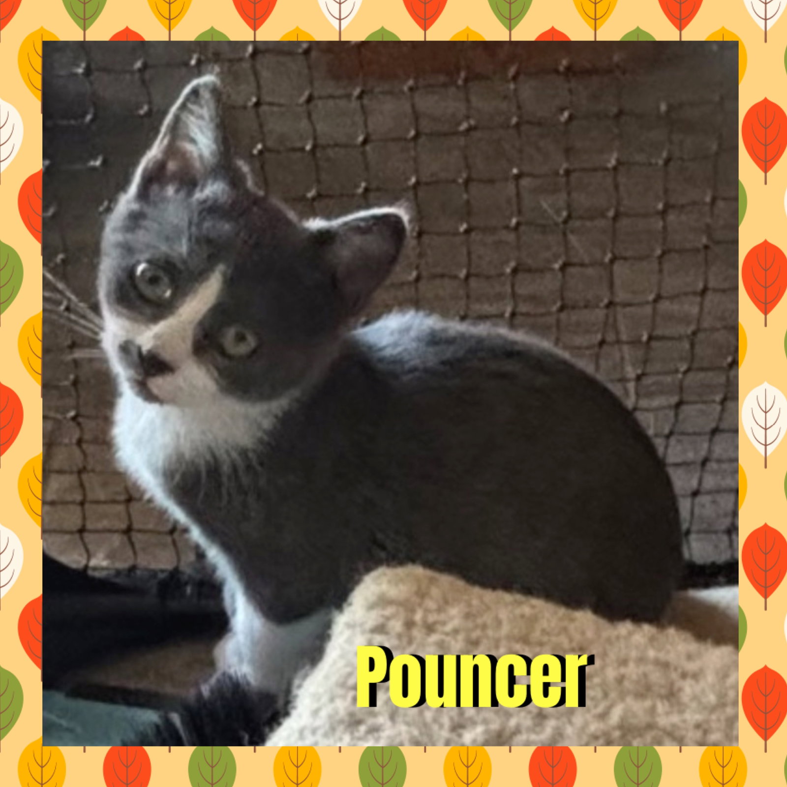 Pouncer, Domestic Short Hair