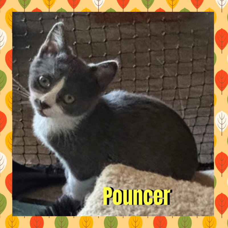 Pouncer, a female kitten up for adoption
