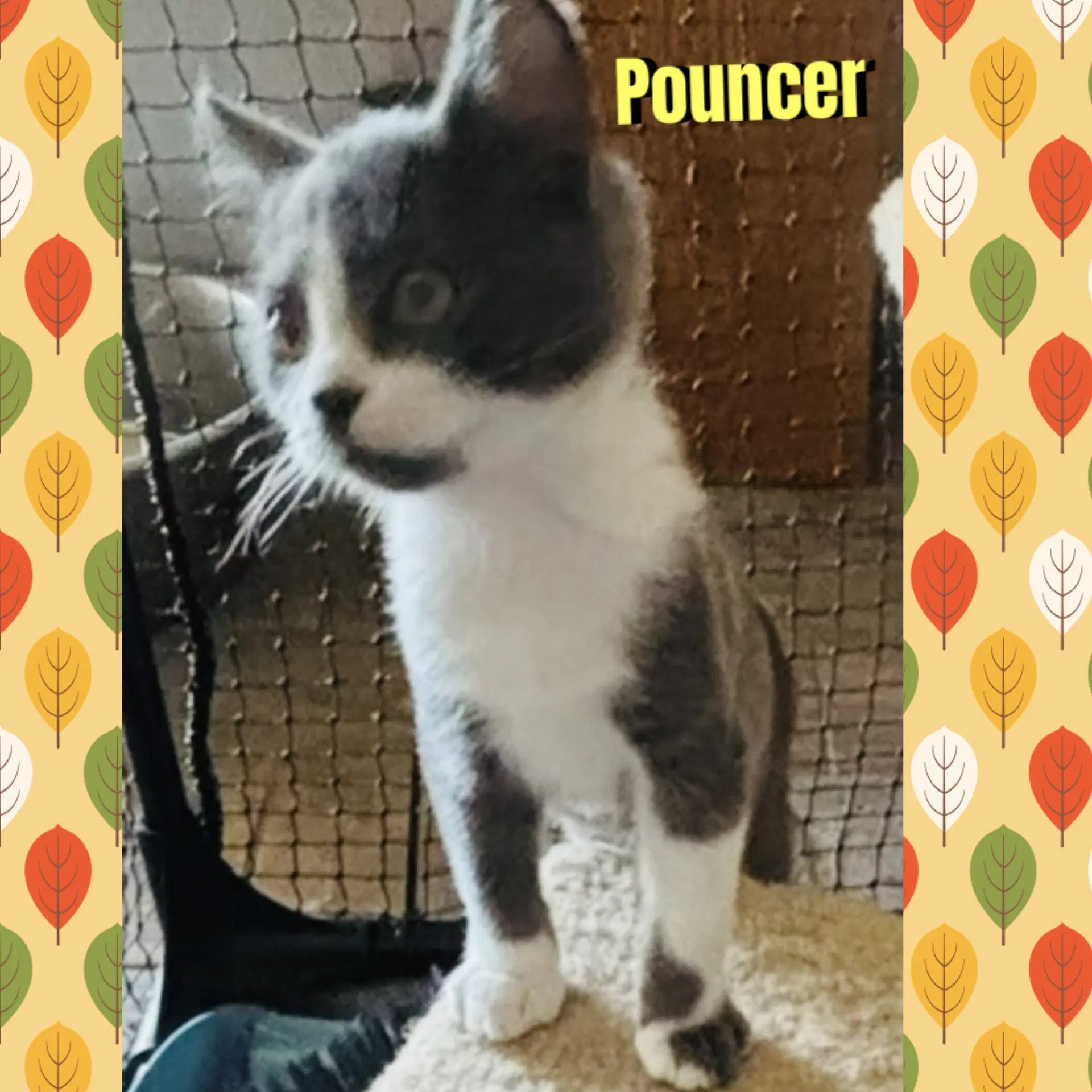 Pouncer image 2