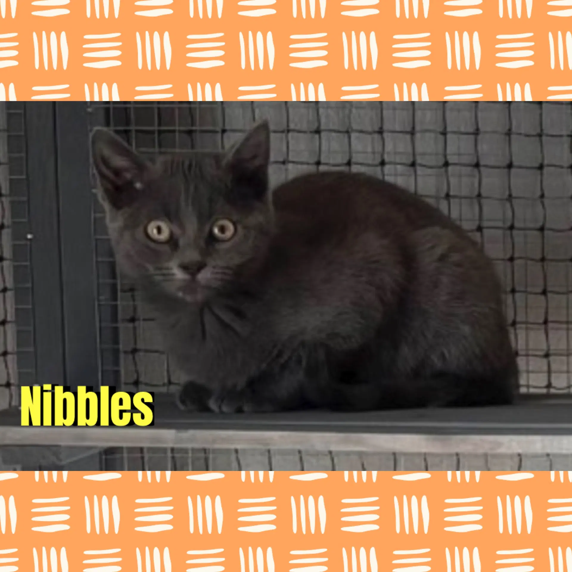 Nibbles - Domestic Short Hair