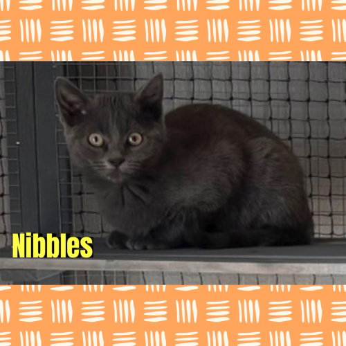 Nibbles, a cat for adoption from Beartooth Humane Alliance