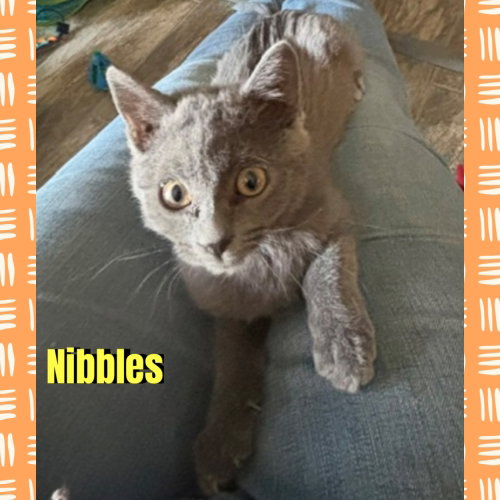 Photo 2 of Nibbles