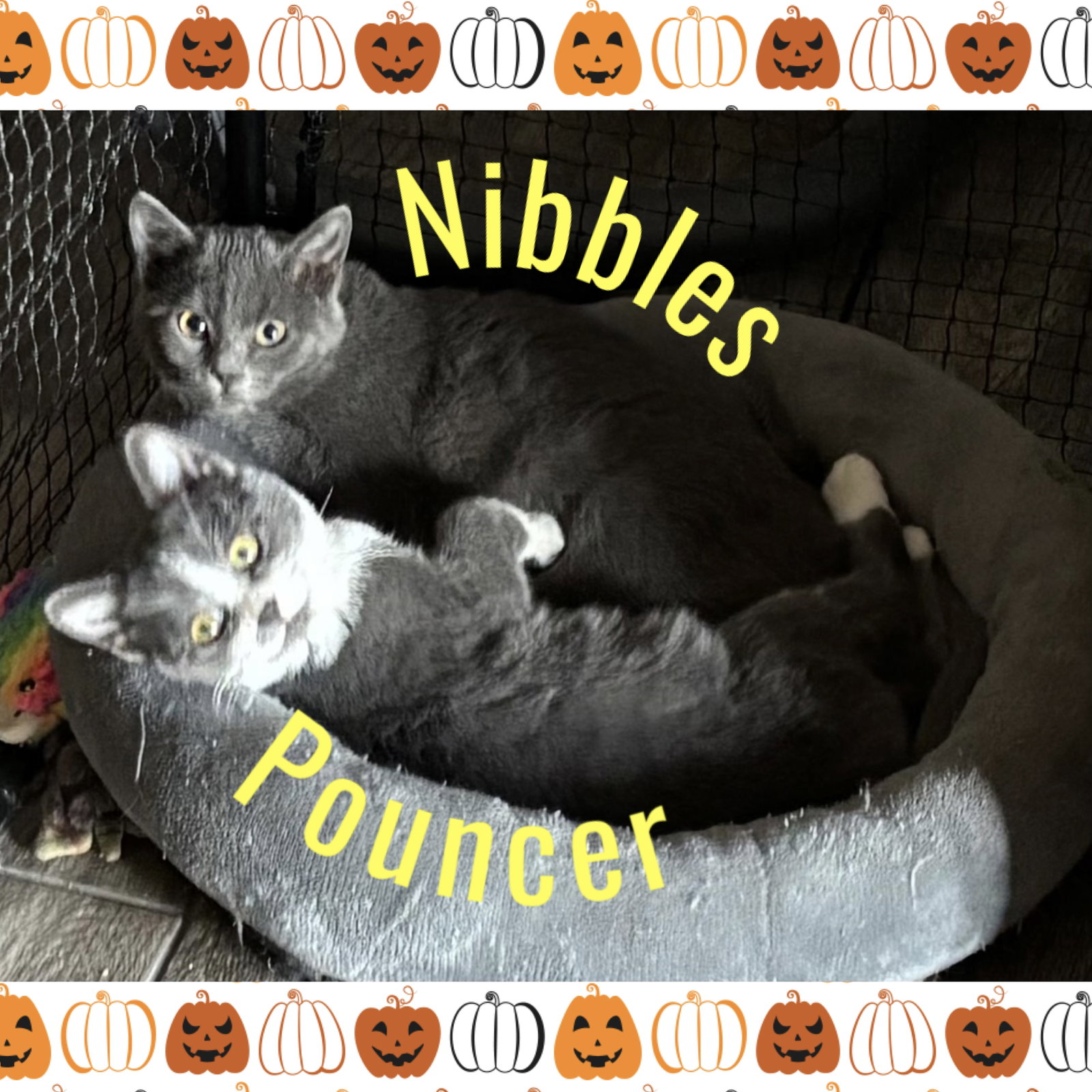 Nibbles, photo 3