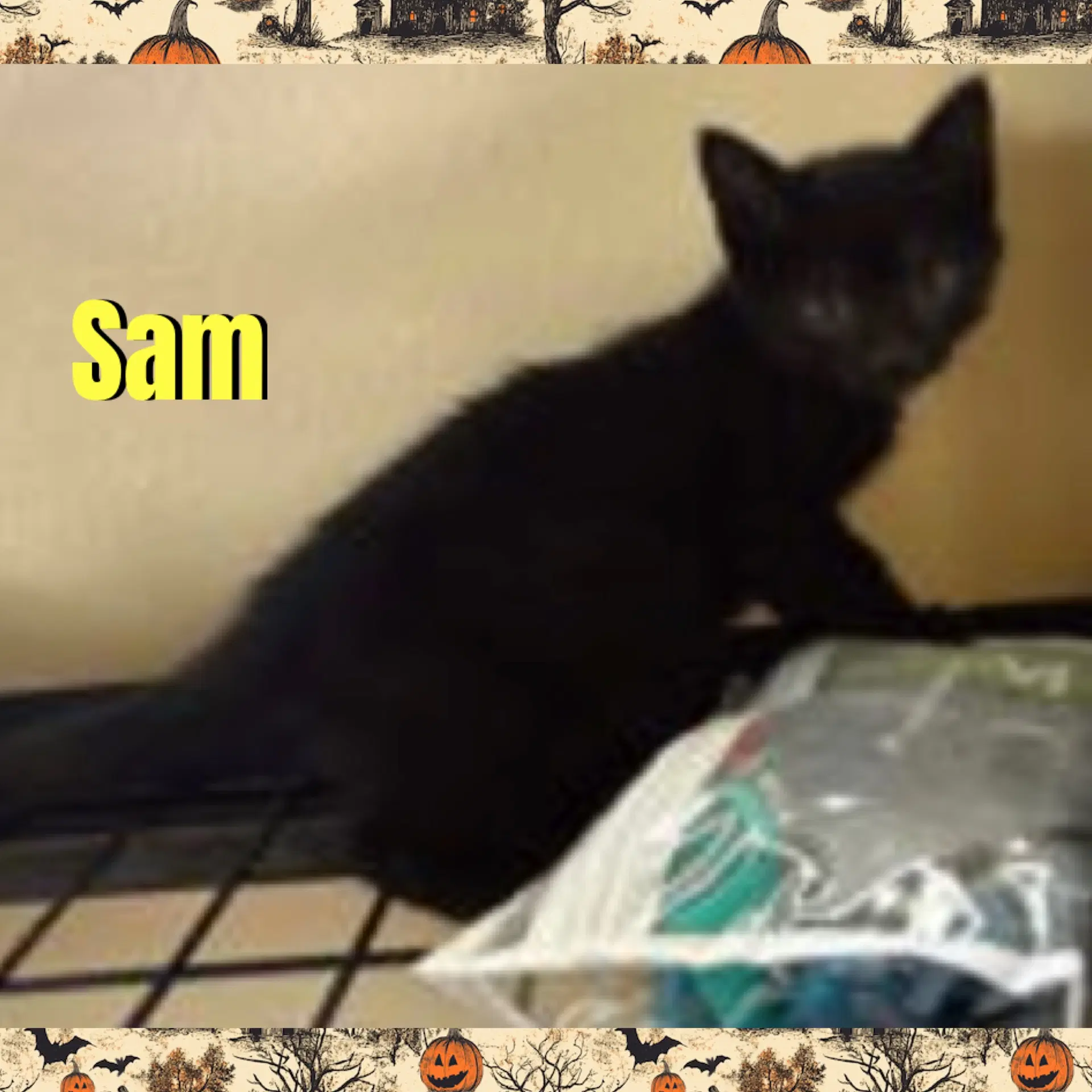 Sam - Domestic Medium Hair