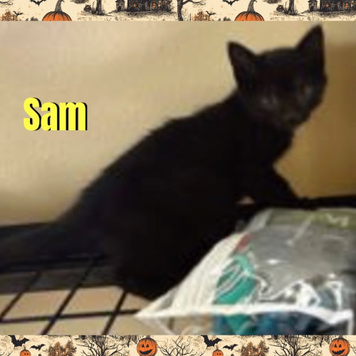 Sam, a cat for adoption from Beartooth Humane Alliance