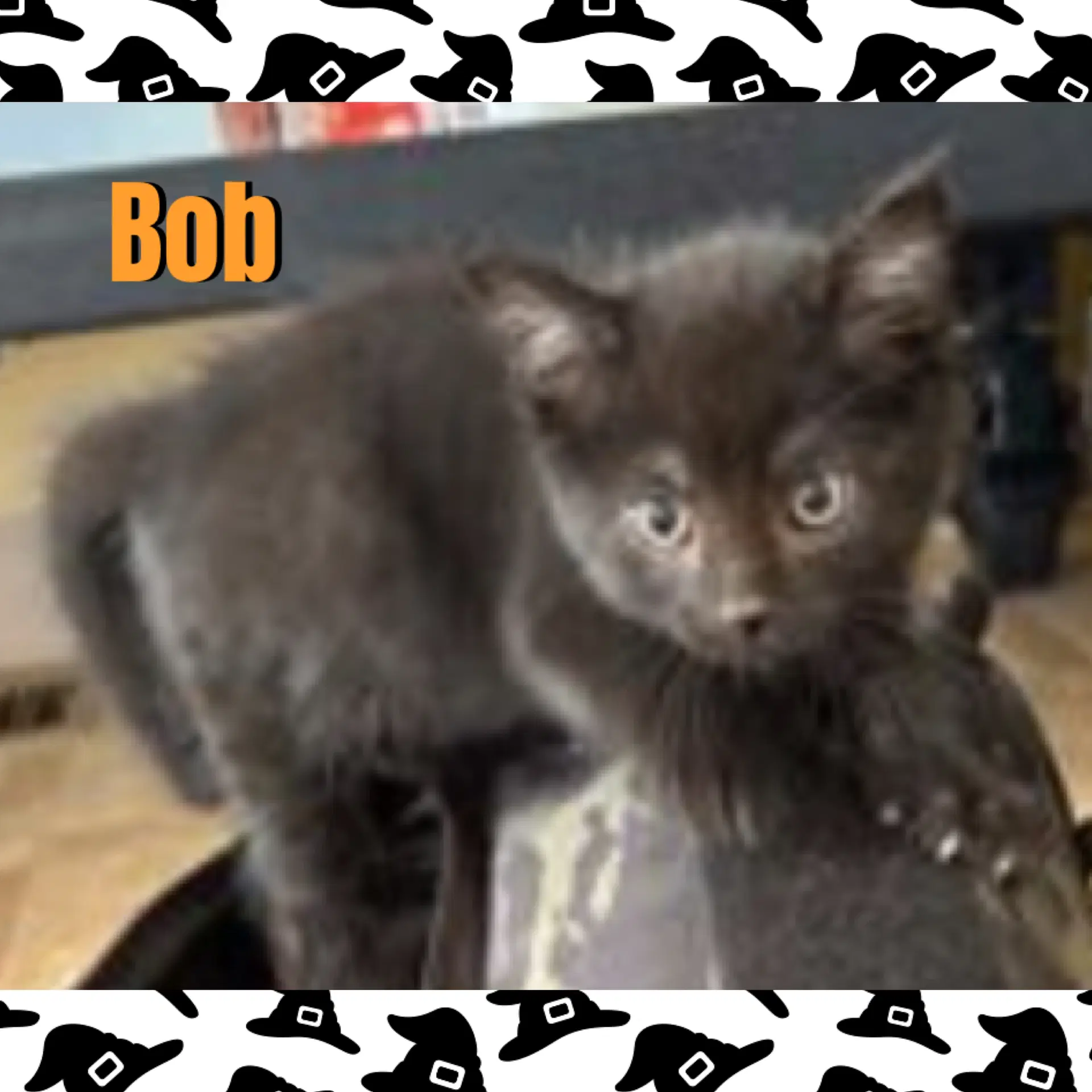 Bob - Domestic Medium Hair