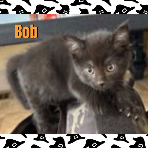 Bob, a cat for adoption from Beartooth Humane Alliance
