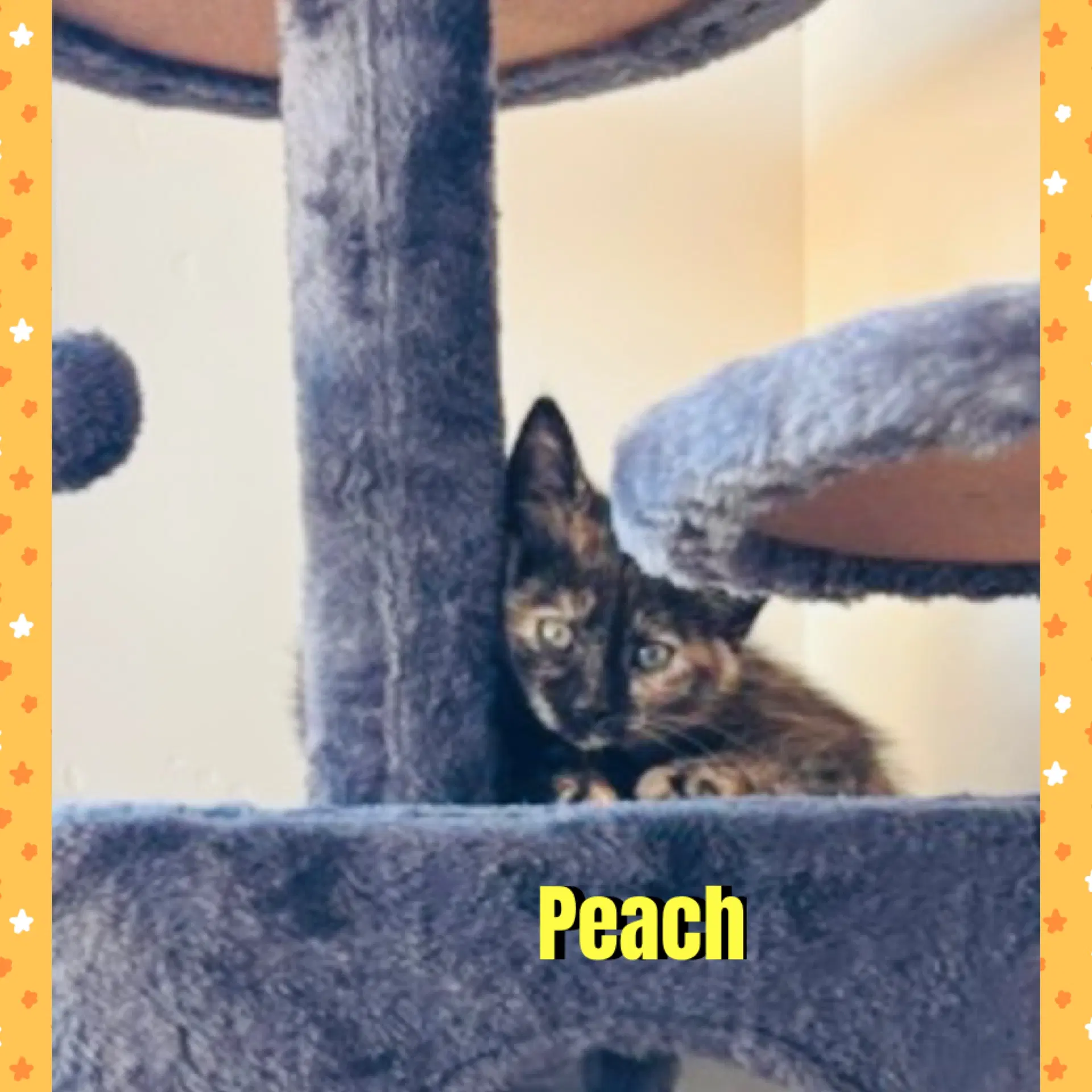 Peach image 2