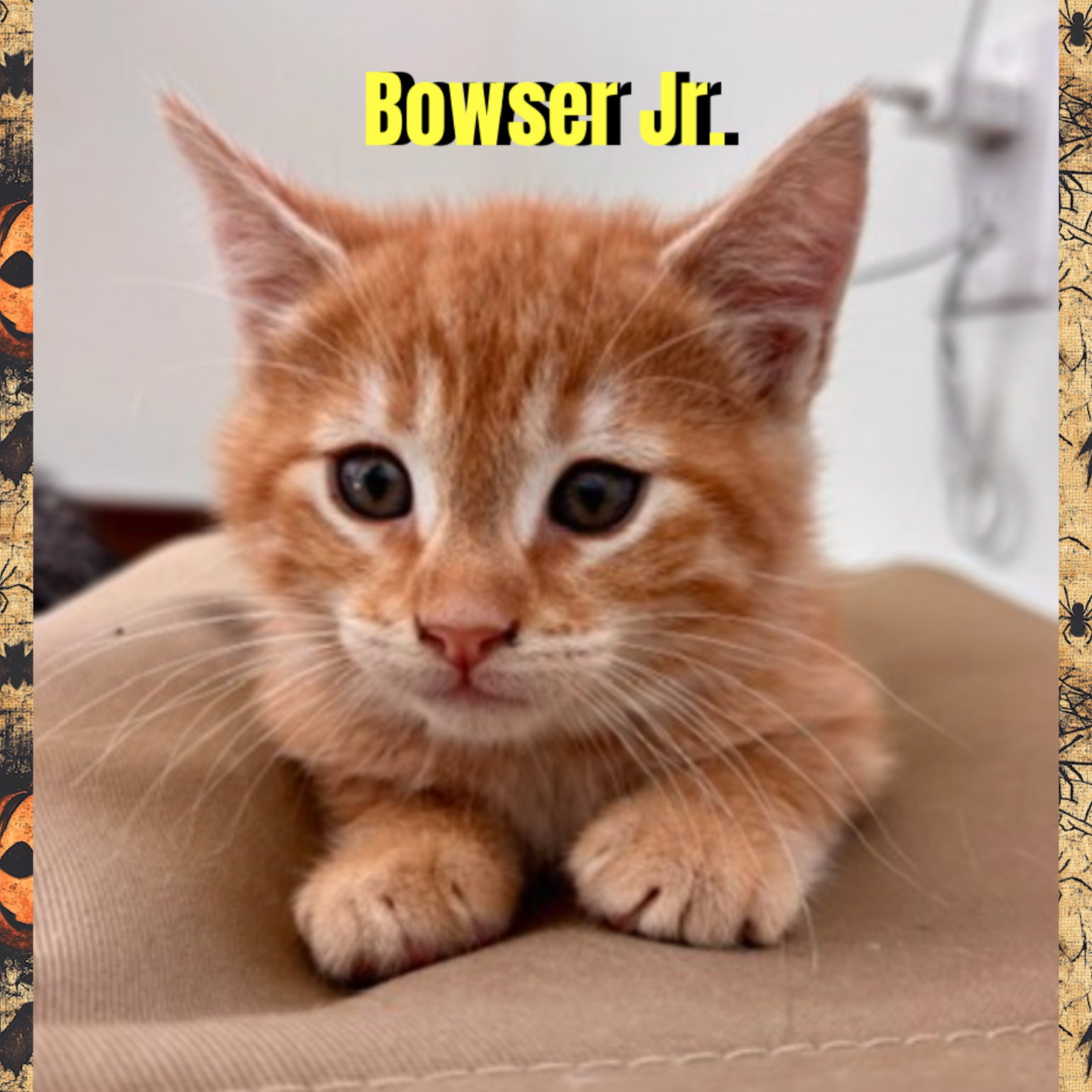 Bowser Jr., photo 2