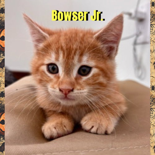 Photo 2 of Bowser Jr.