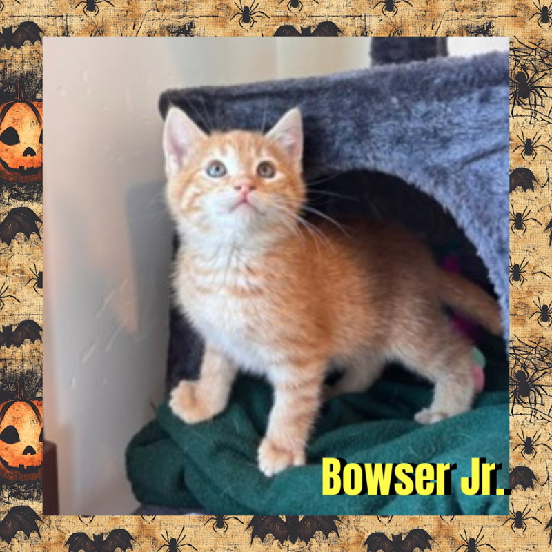 Bowser Jr., photo 3