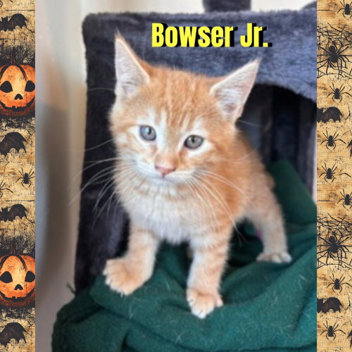 Photo 4 of Bowser Jr.