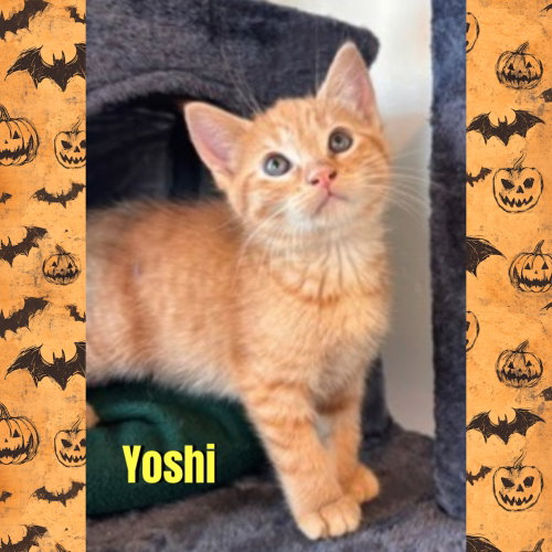 Yoshi, a cat for adoption from Beartooth Humane Alliance