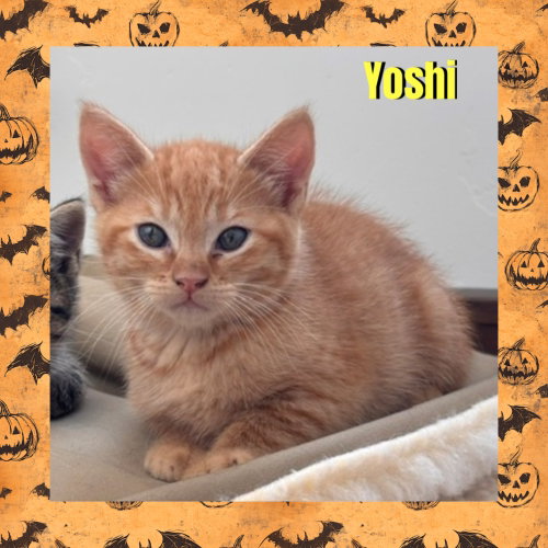 Photo 2 of Yoshi