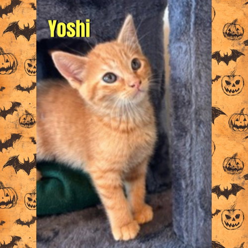 Photo 3 of Yoshi