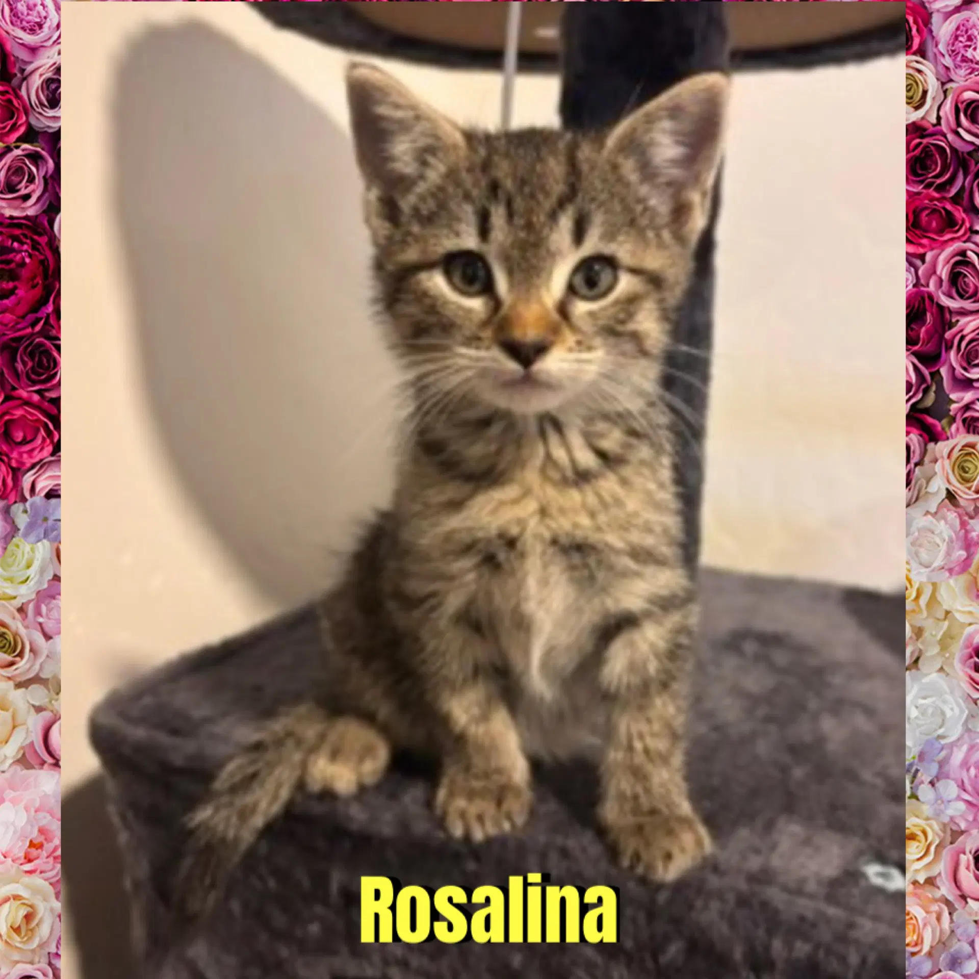 Rosalina - Domestic Short Hair
