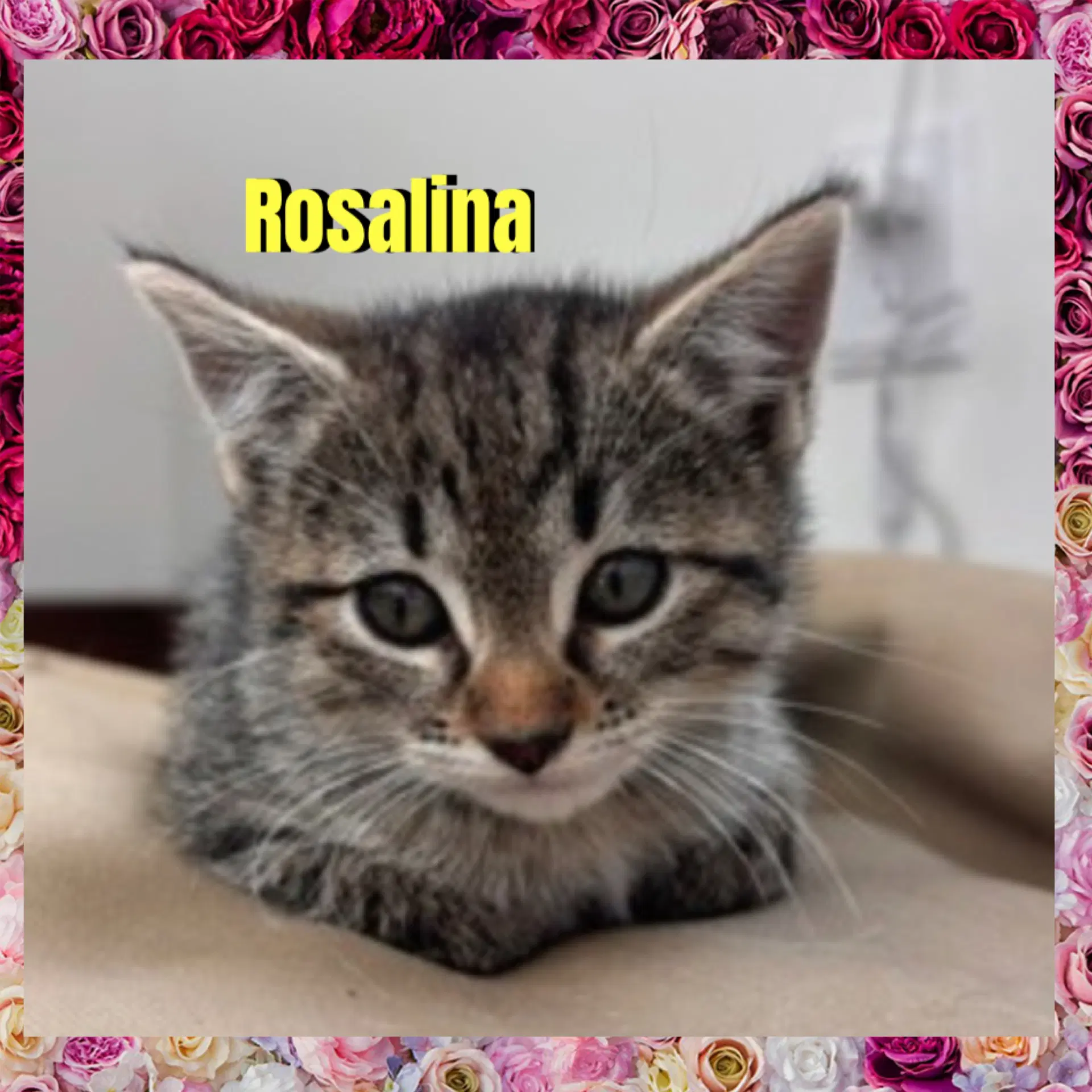 Rosalina image 2