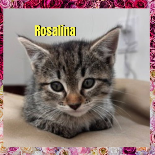 Photo 2 of Rosalina