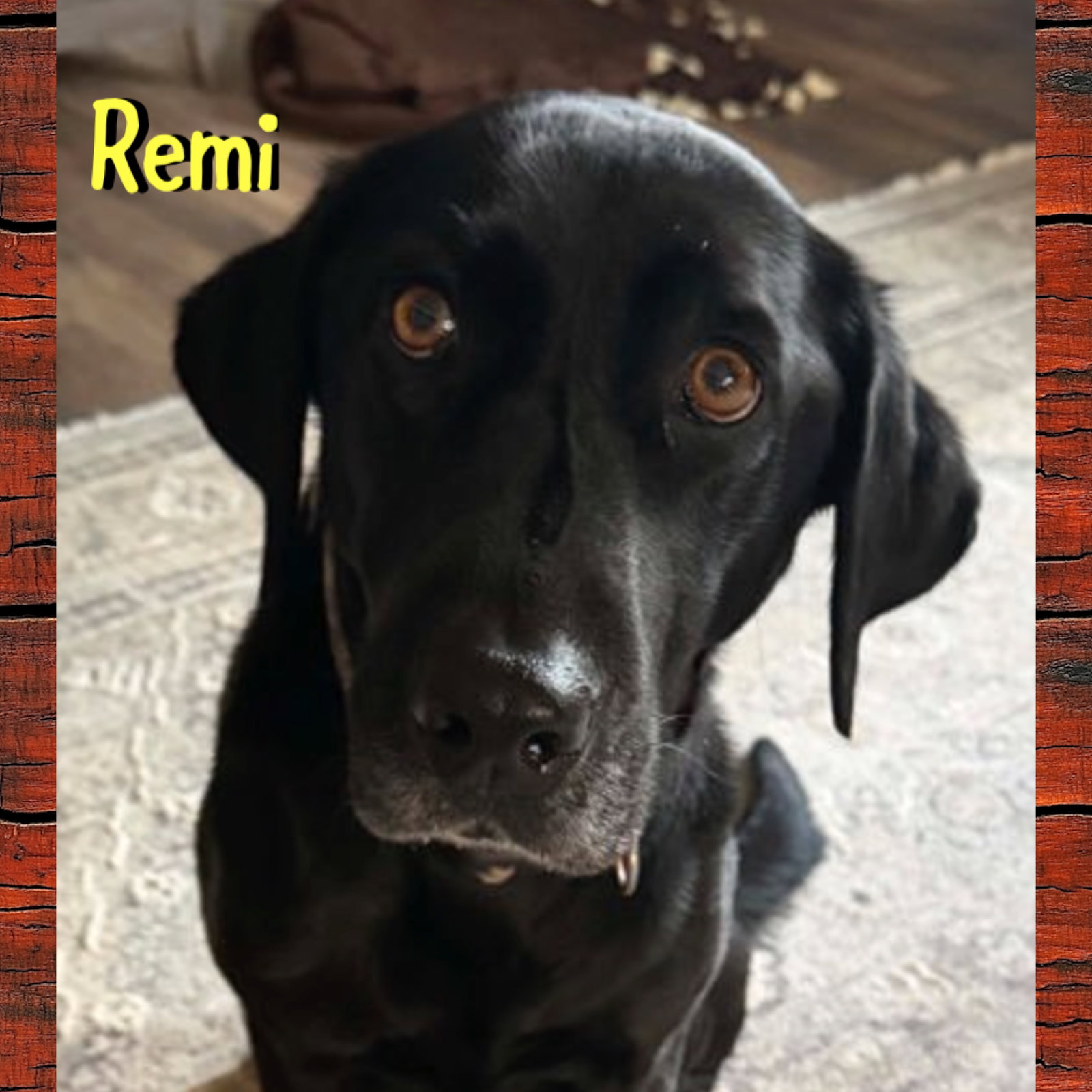 Remi, photo 2