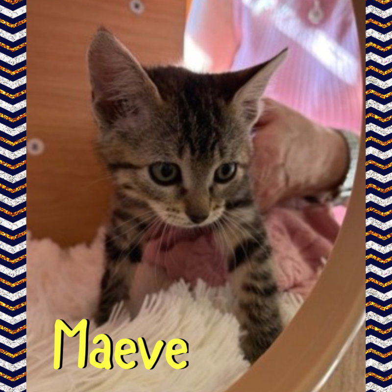 Maeve, photo 4