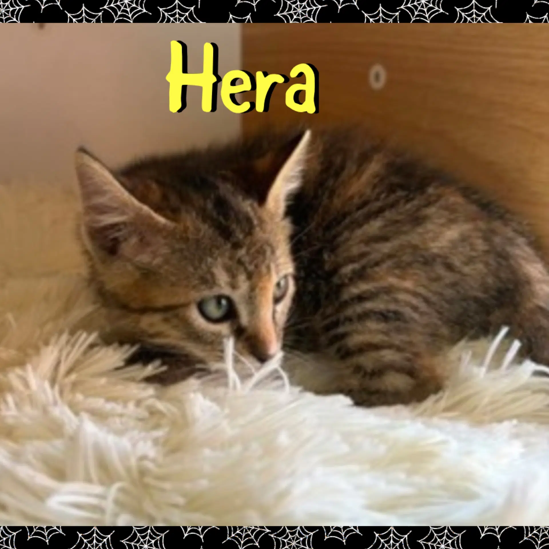Hera image 2