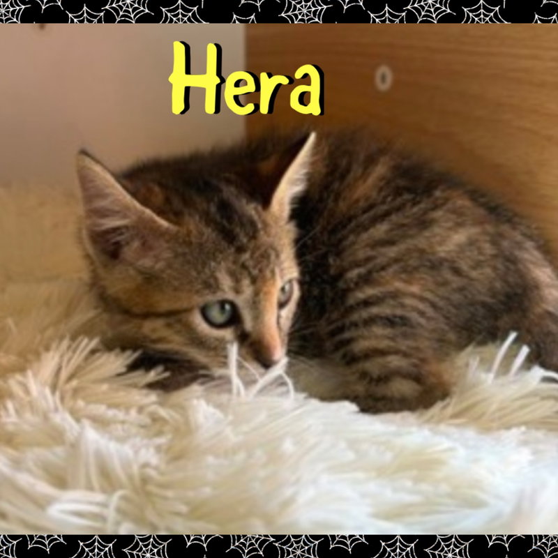 Hera, photo 2