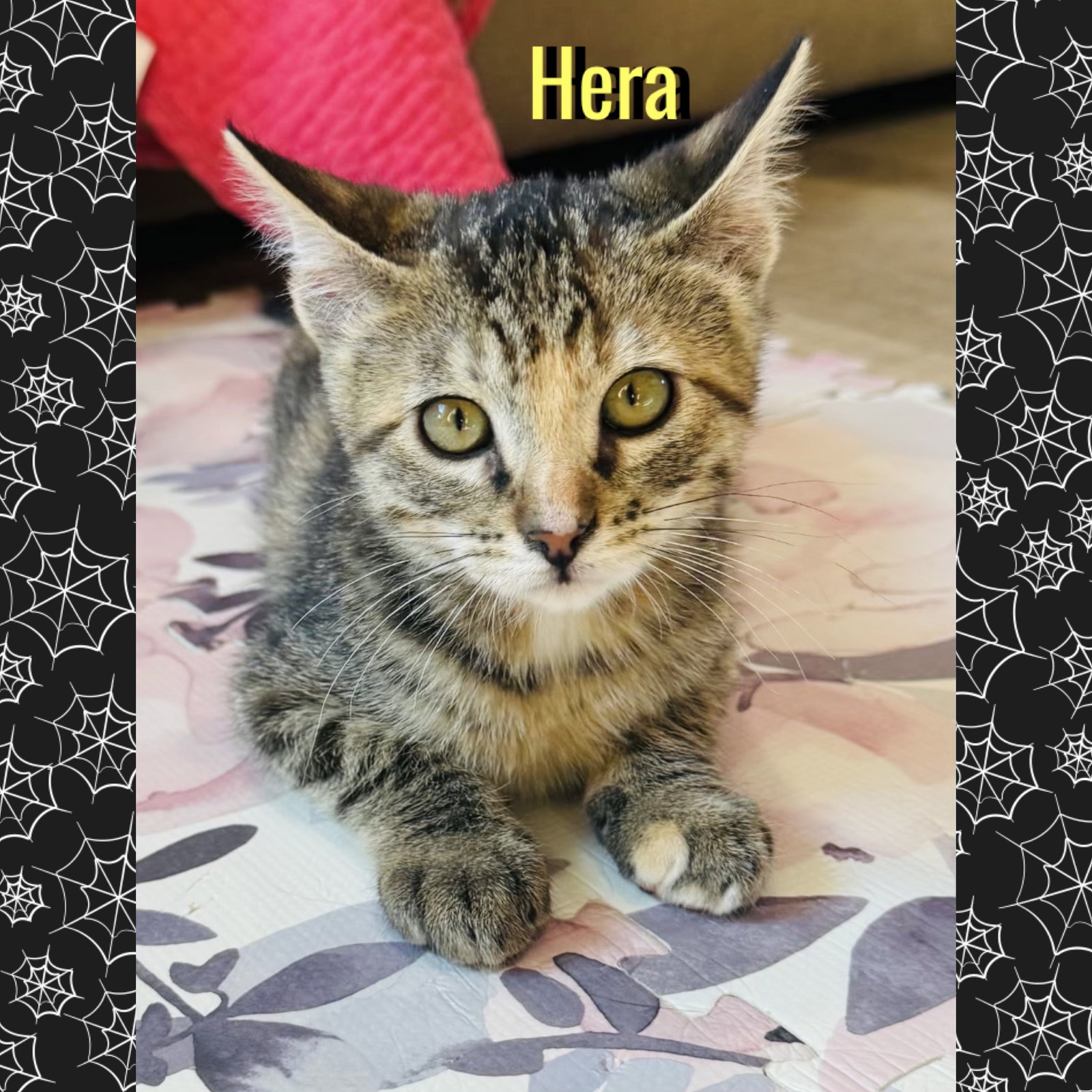 Hera, photo 4