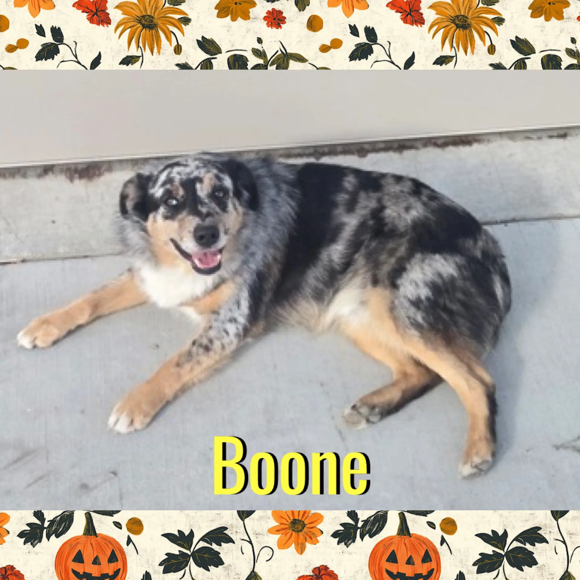 Boone - Australian Shepherd
