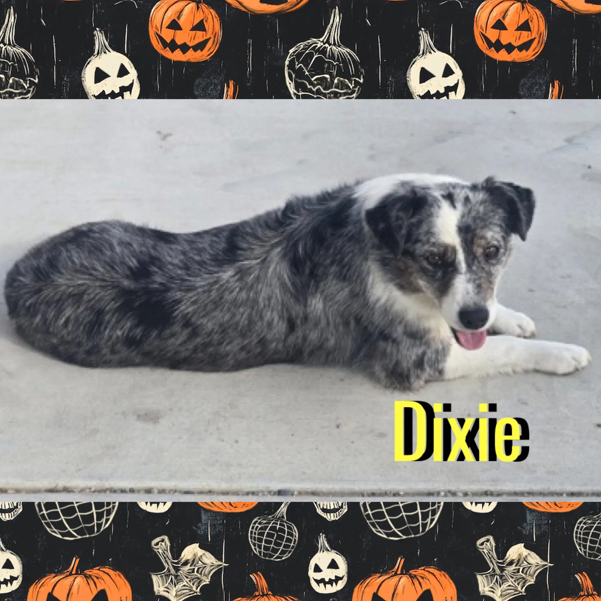 Dixie image 2