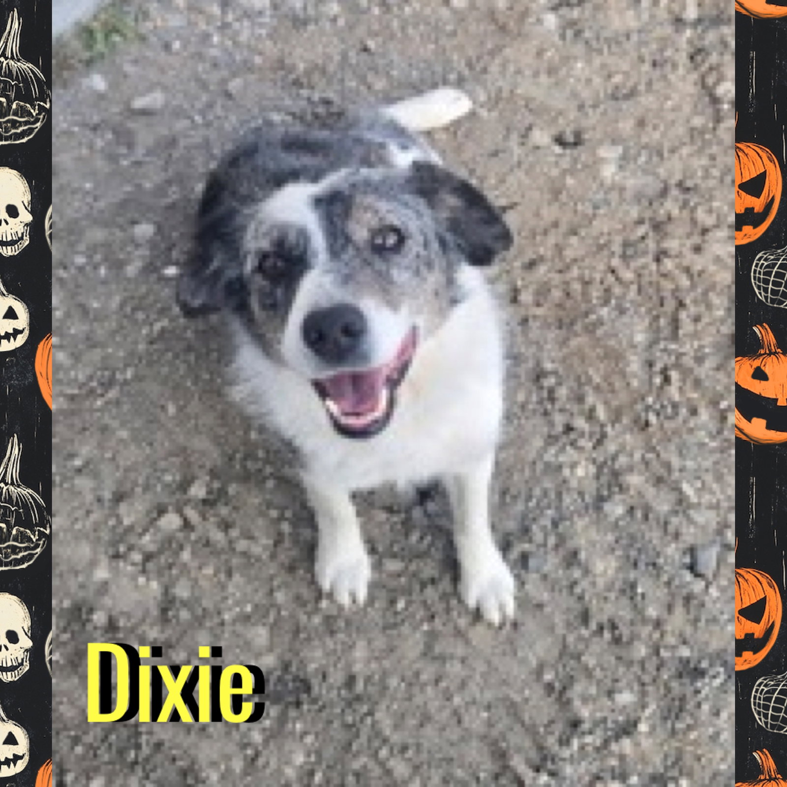Dixie, photo 3