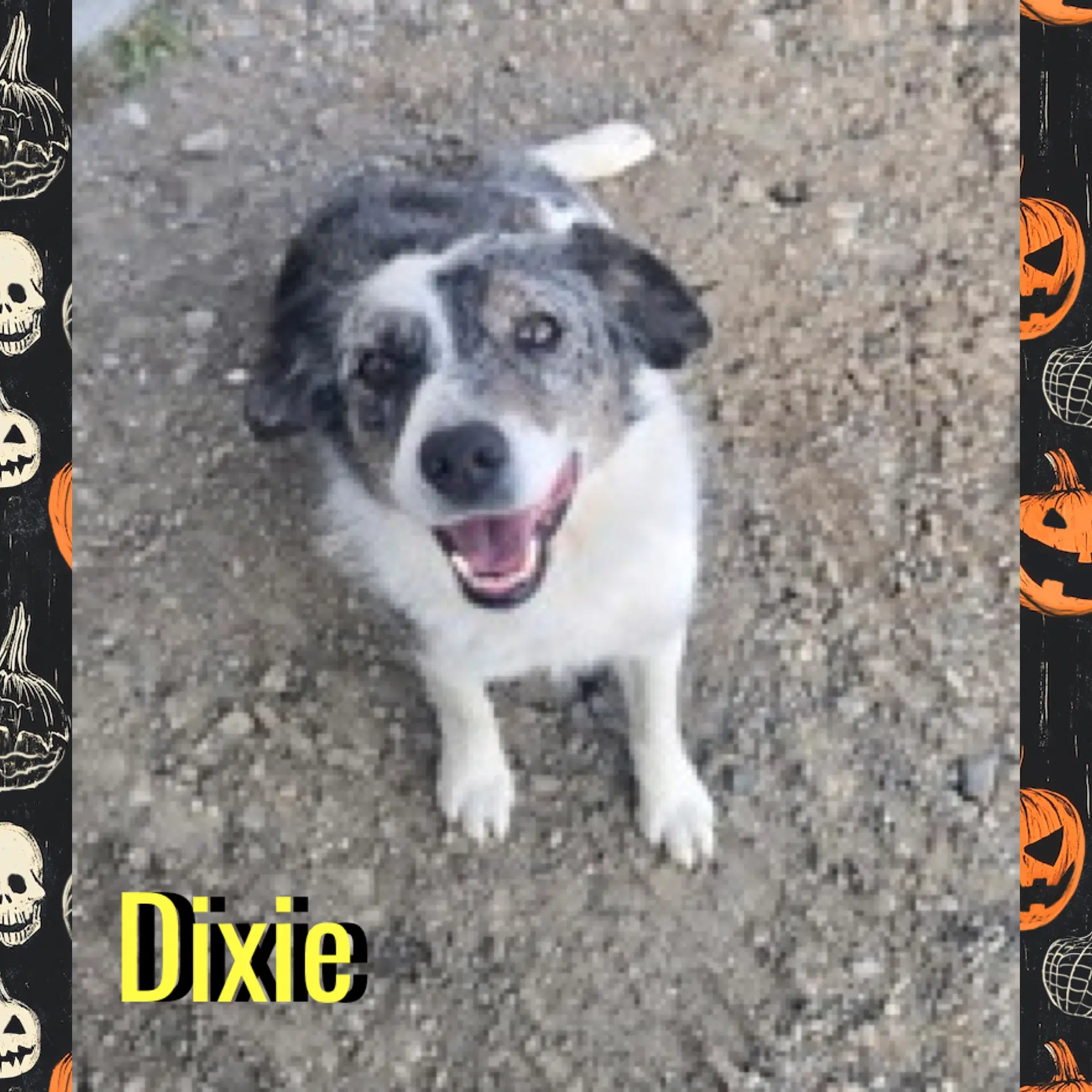 Dixie image 3