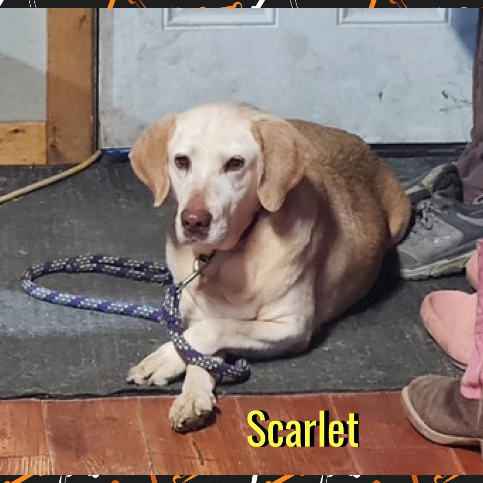 Scarlet
