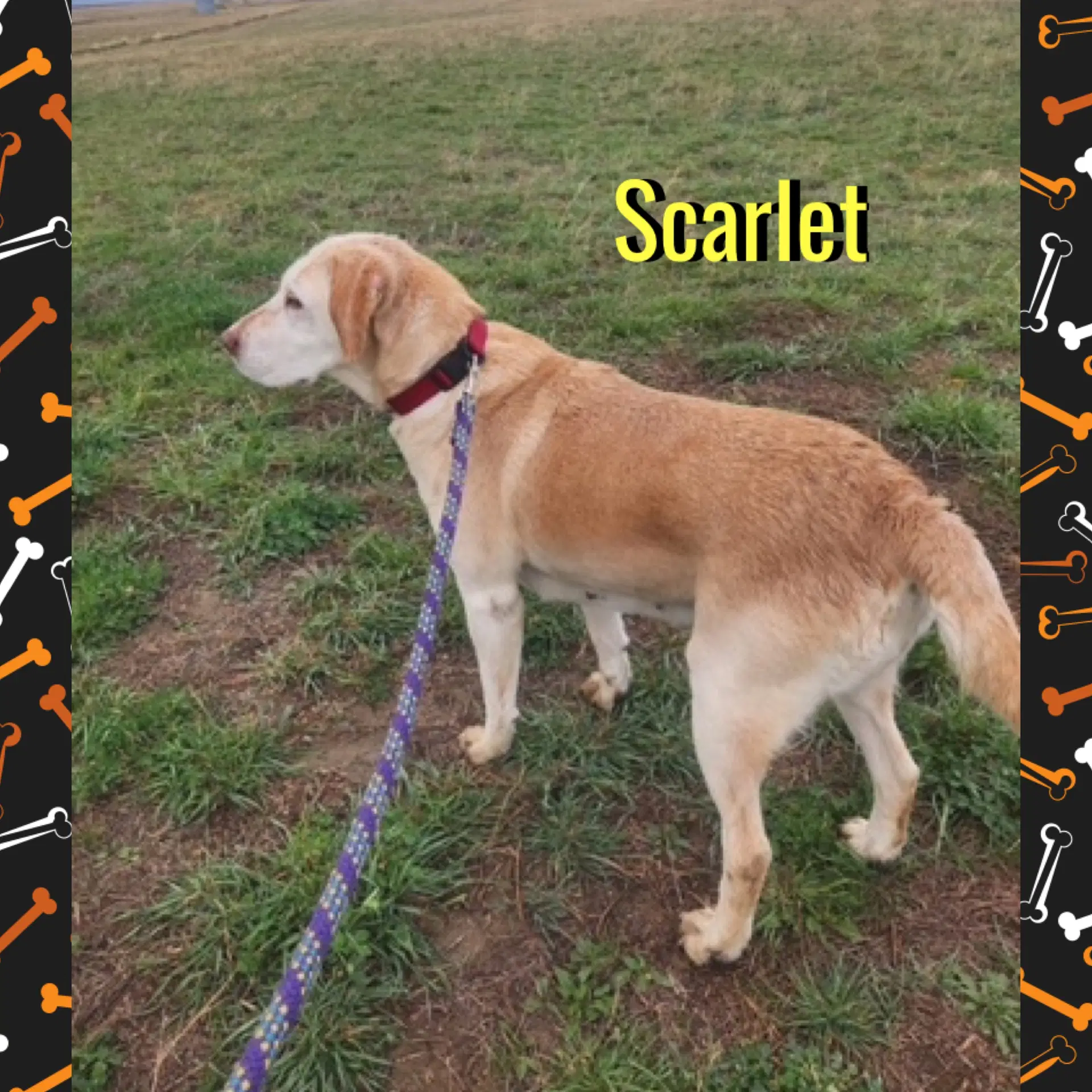 Scarlet image 2