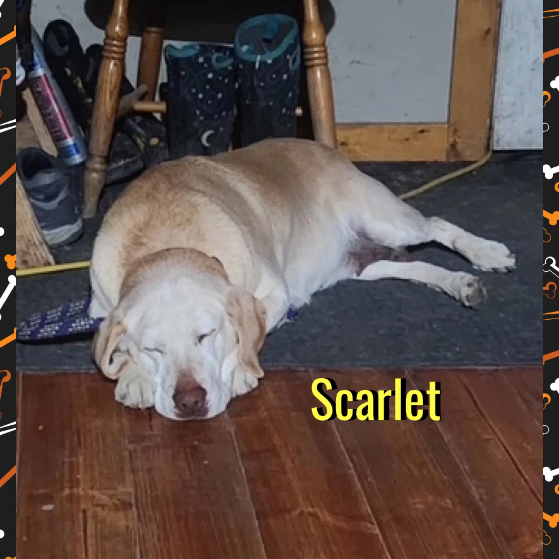 Scarlet image 3