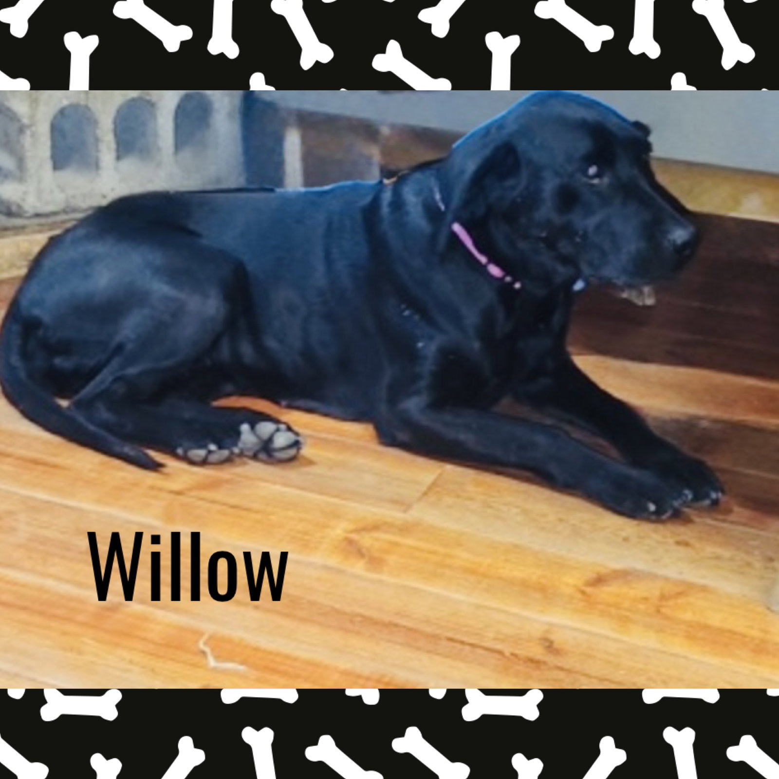 Willow