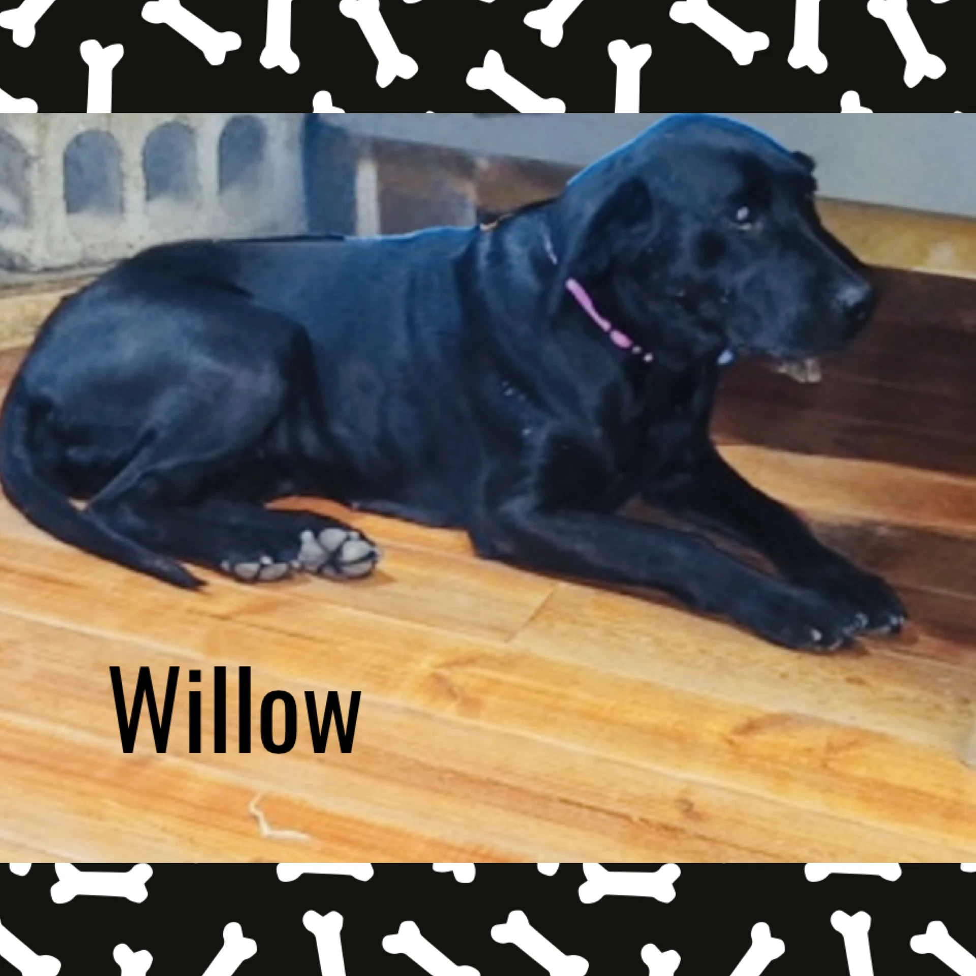 Willow