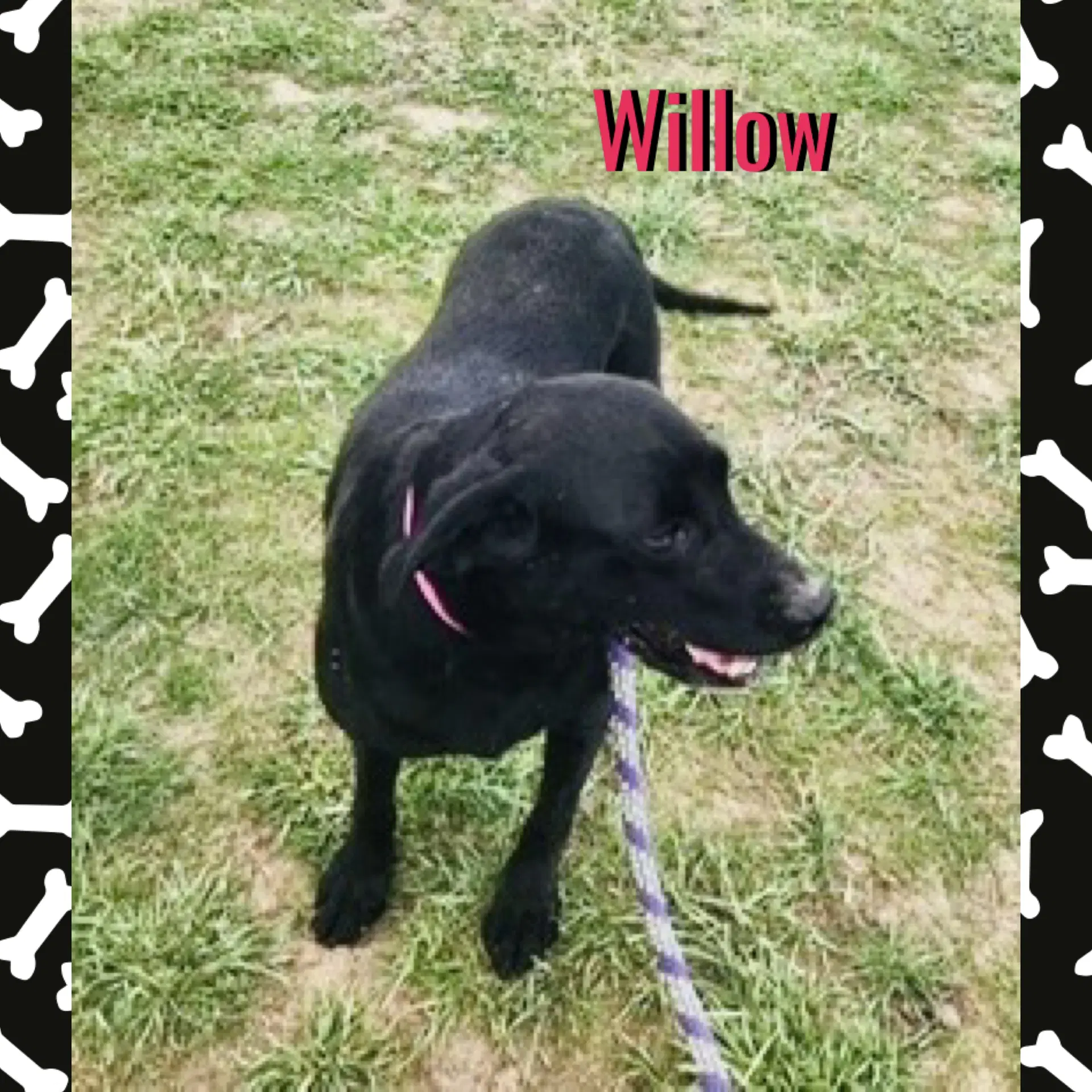 Willow image 2