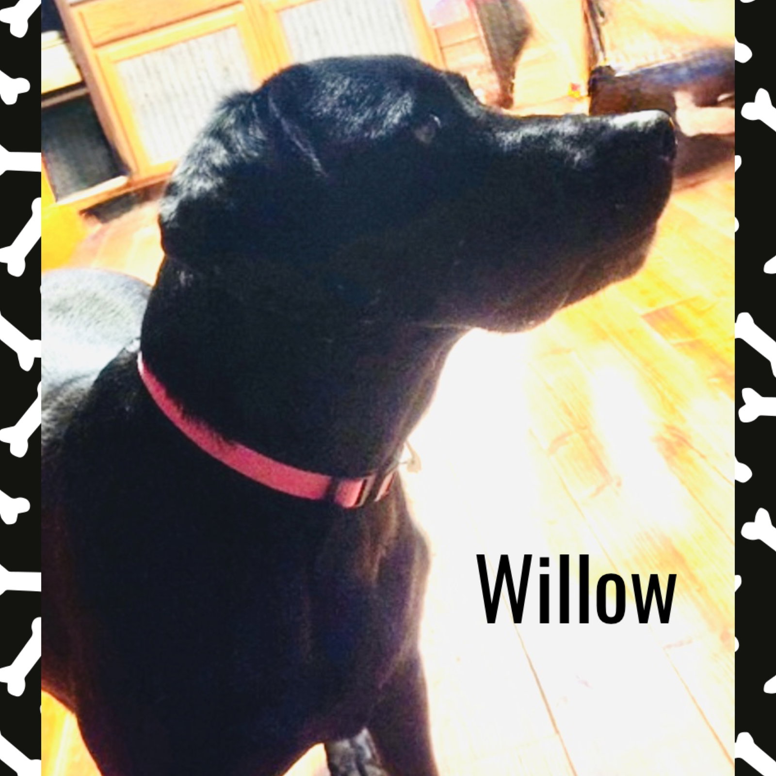 Willow, photo 3