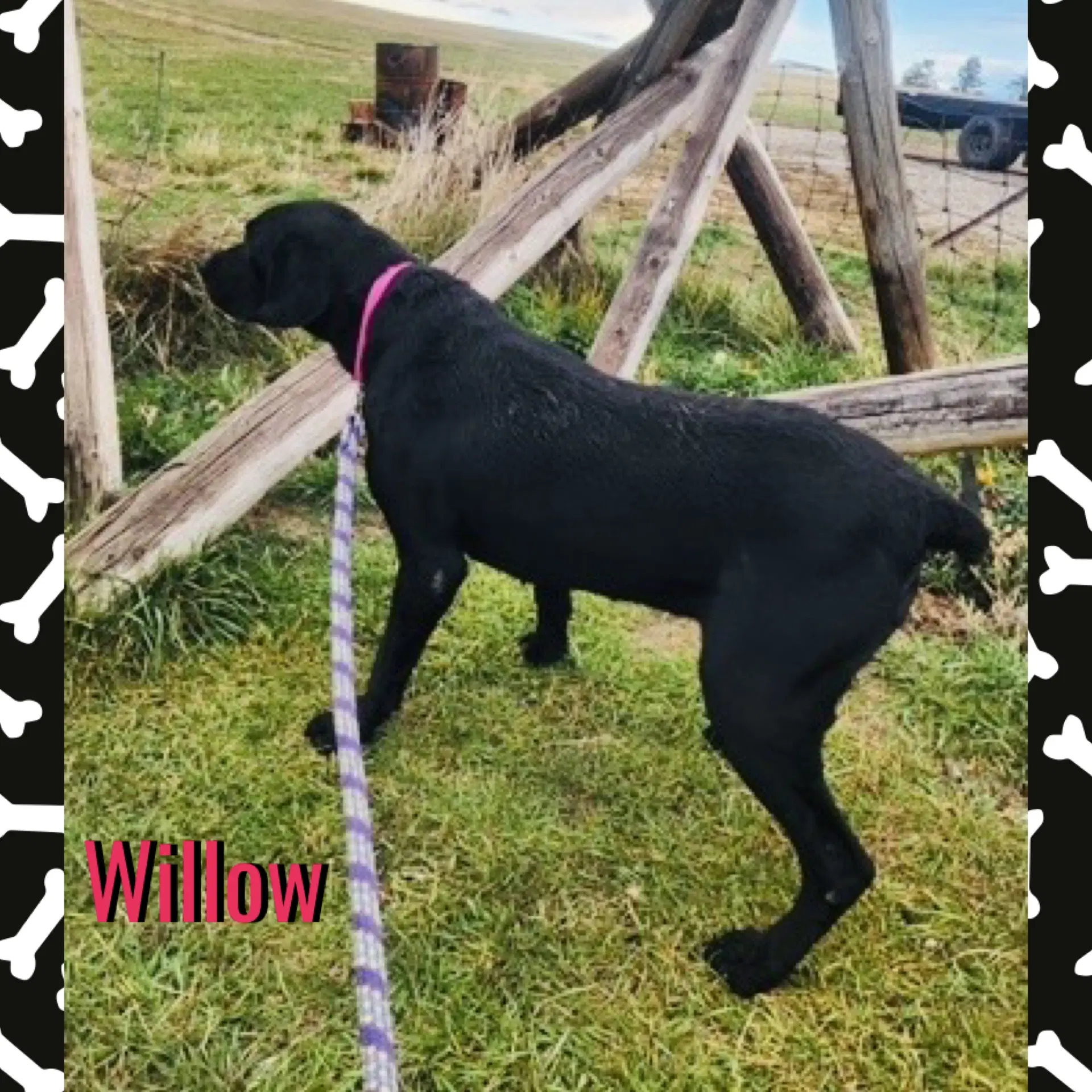 Willow image 4