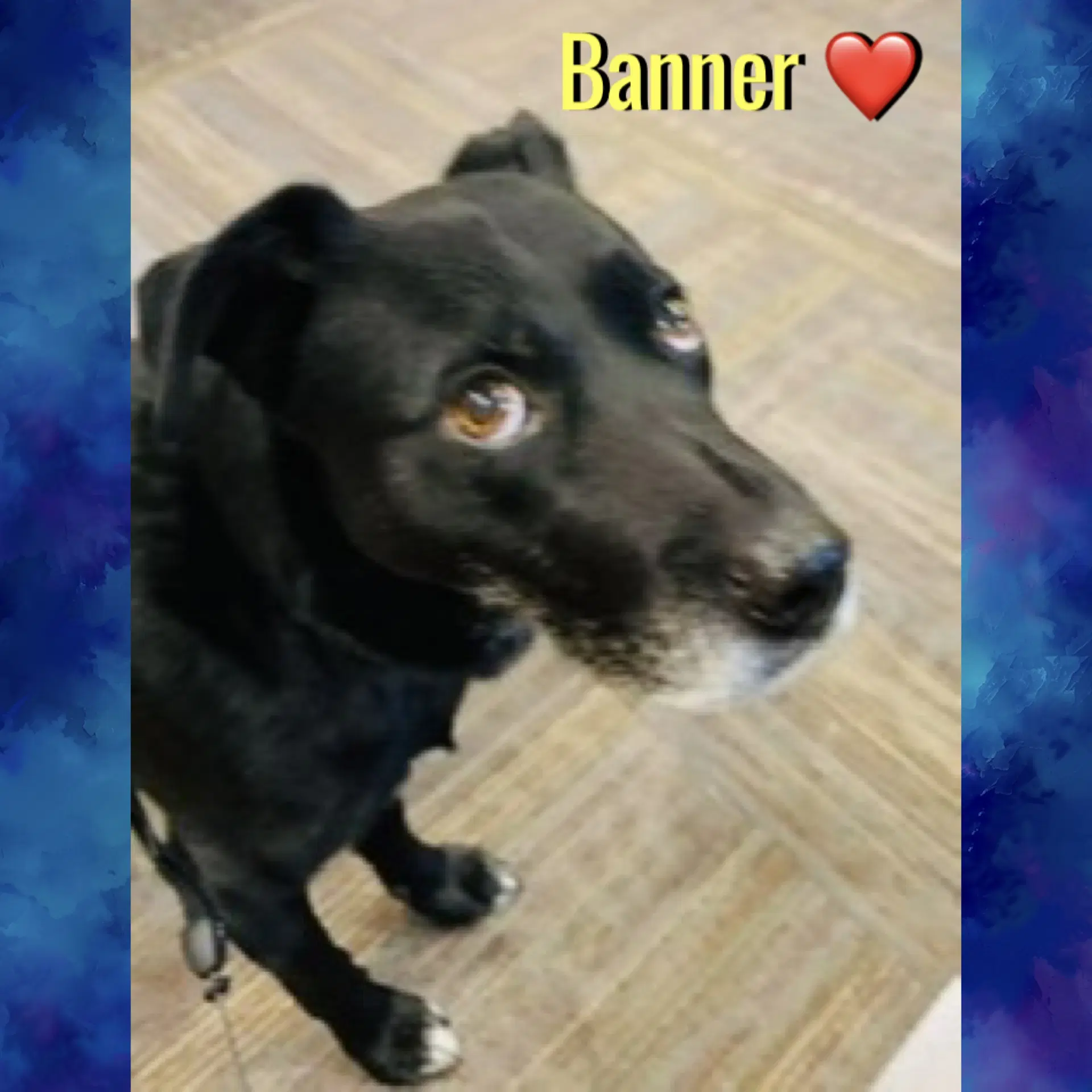 Banner - Black Labrador Retriever