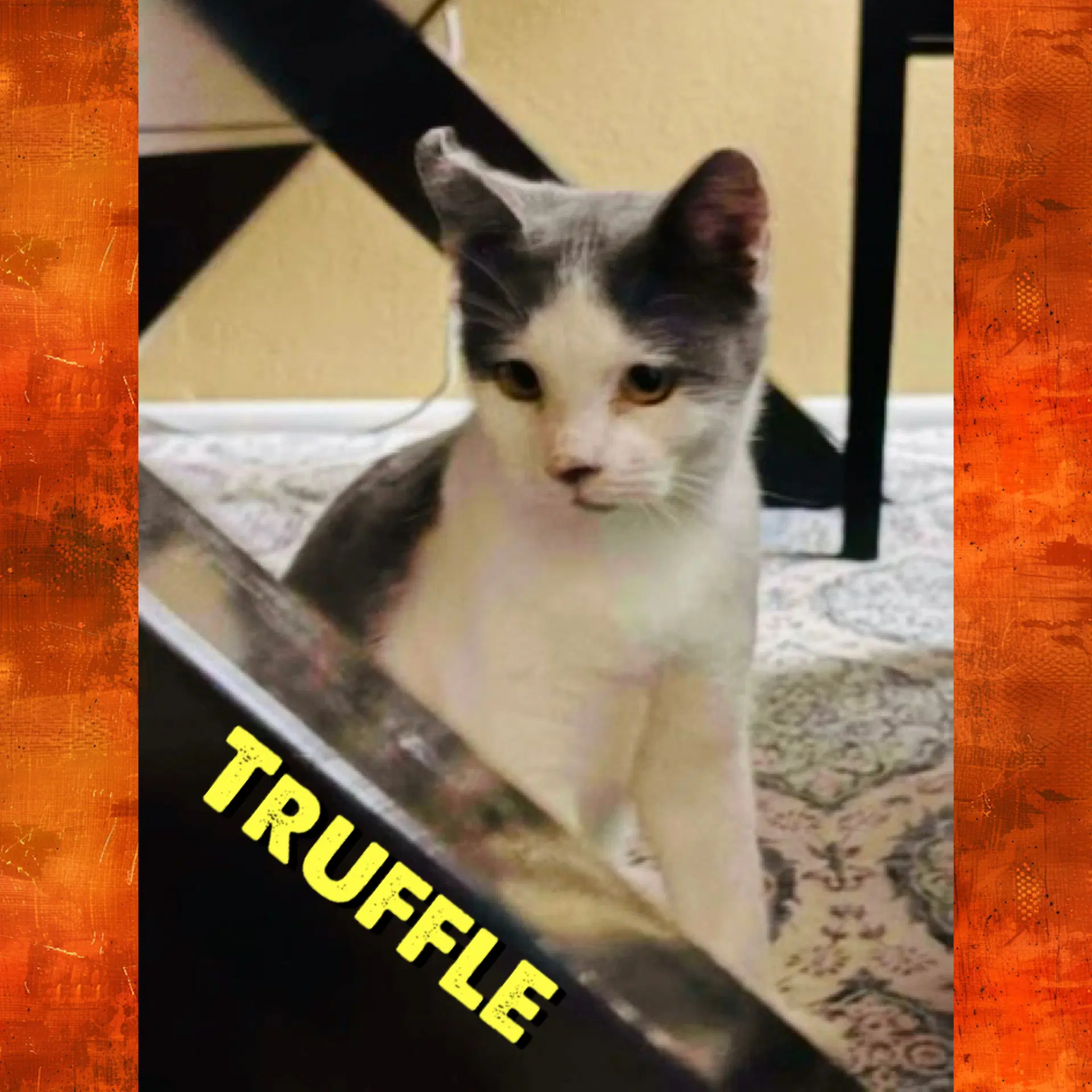 Truffle image 1
