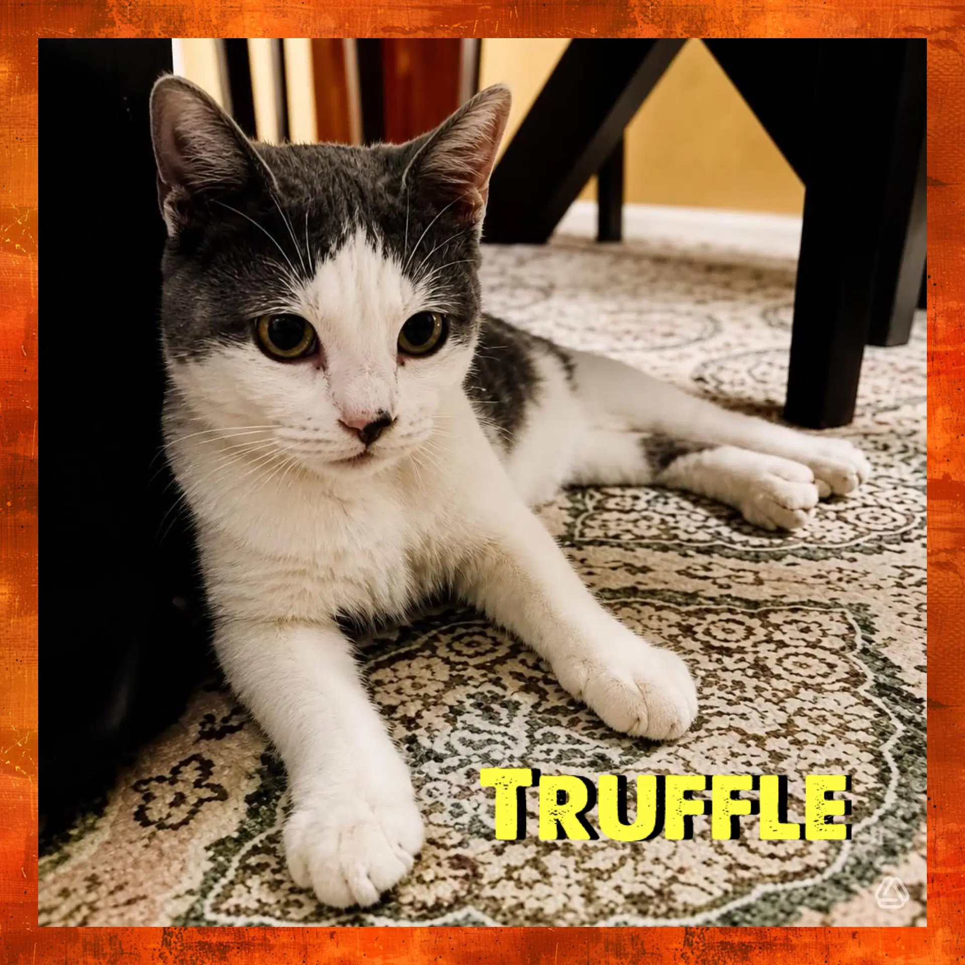 Truffle image 2