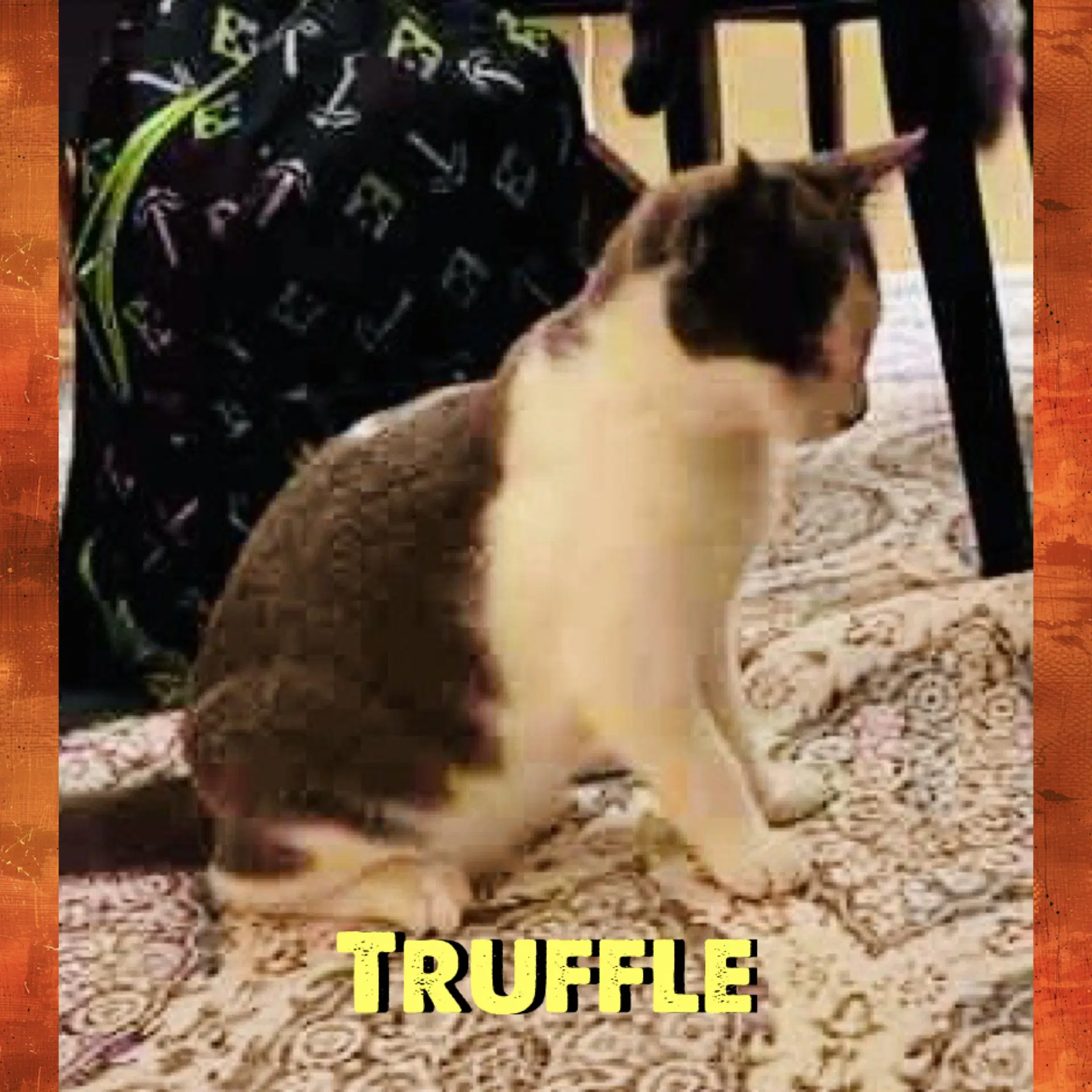 Truffle image 3