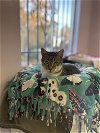 adoptable Cat in , CO named Miko (FIV+)