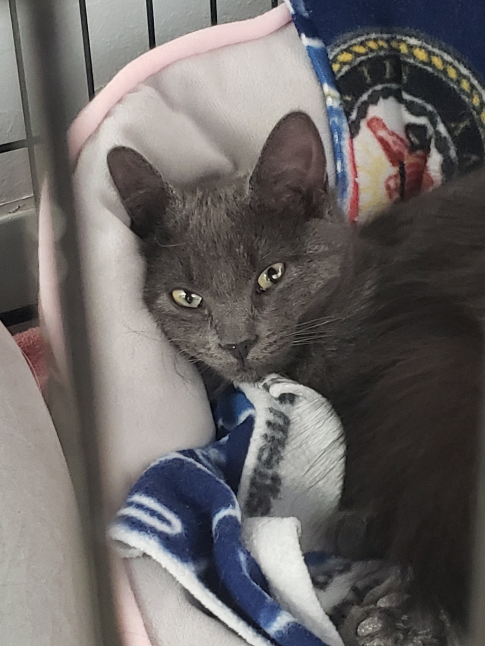 Cats for Adoption in Loveland, Colorado Alpha Paw