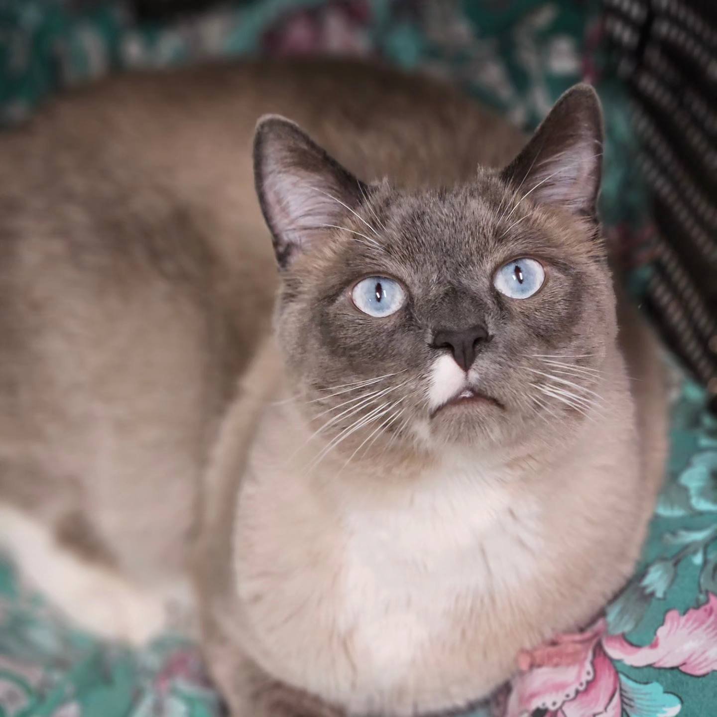 adoptable Cat in Denver, CO named Devlin