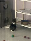 adoptable Cat in , CO named Huckleberry