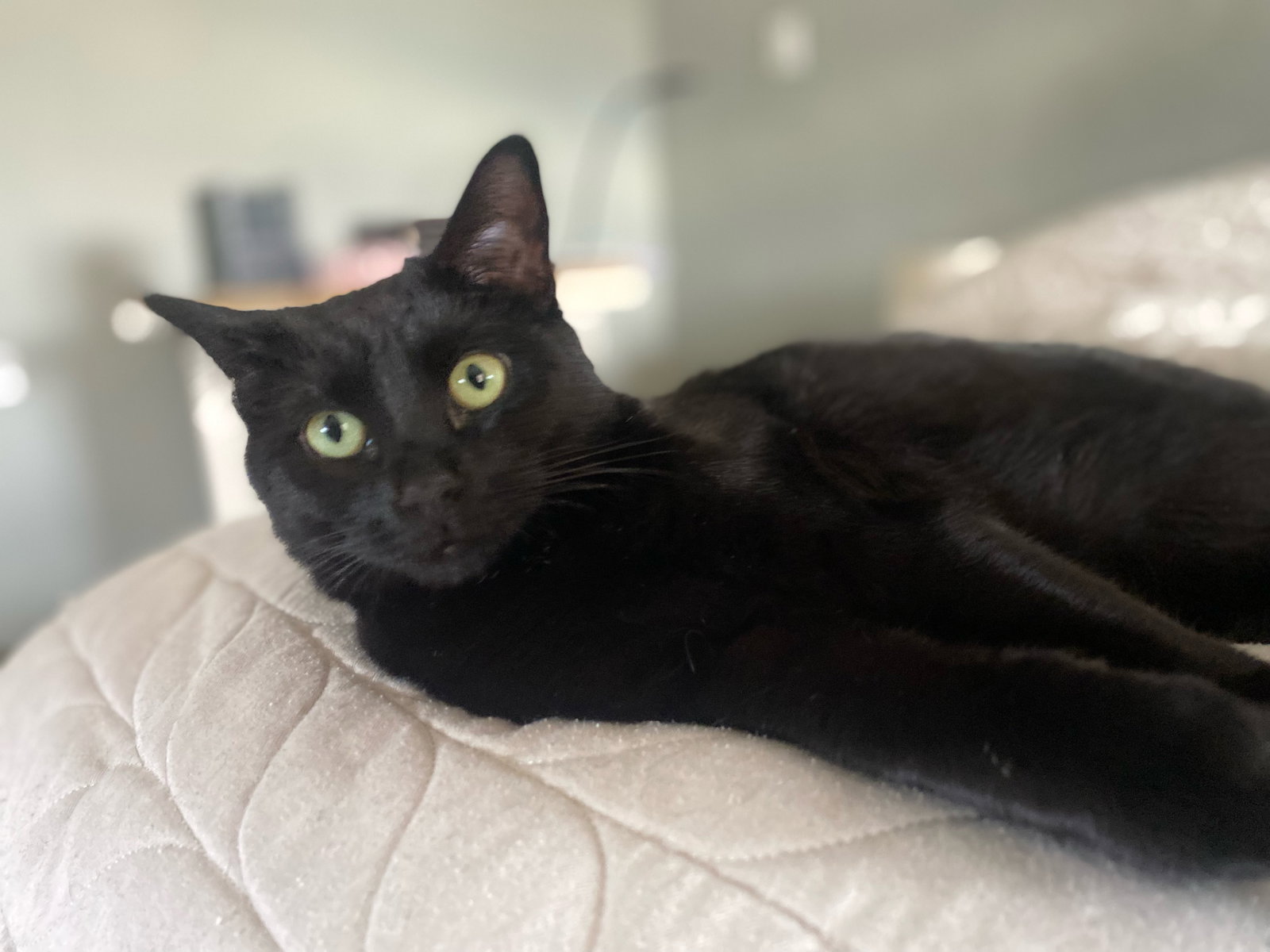 Cats for Adoption in Meridian, Colorado Alpha Paw